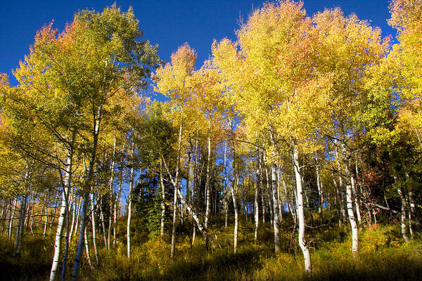 Autumn Art Print featuring the photograph Fall #11 by Mark Smith