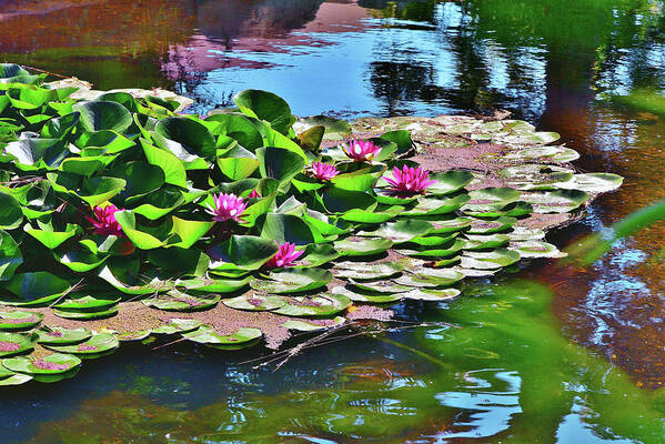 Linda Brody Art Print featuring the photograph 12 Lily Pond with Water Reflections by Linda Brody