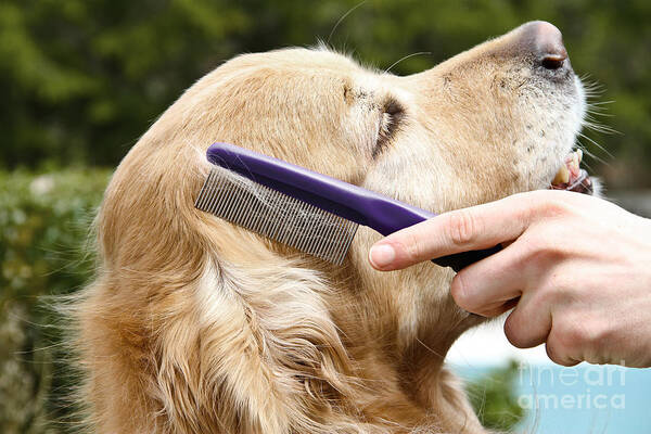 Golden Retriever Art Print featuring the photograph Dog Grooming #13 by Photo Researchers Inc
