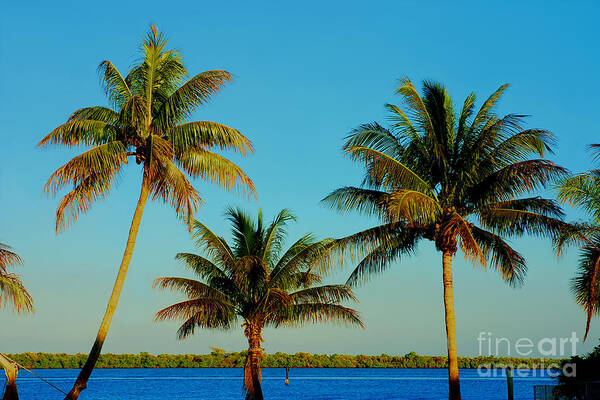 Palm Trees Art Print featuring the photograph 13- Palms In Paradise by Joseph Keane