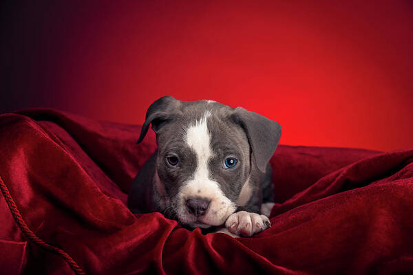 Adorable Art Print featuring the photograph American Pitbull Puppy #15 by Peter Lakomy