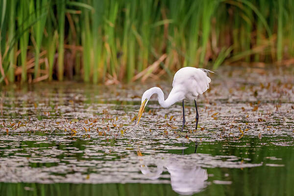 Animal Art Print featuring the photograph White, Great Egret by Peter Lakomy