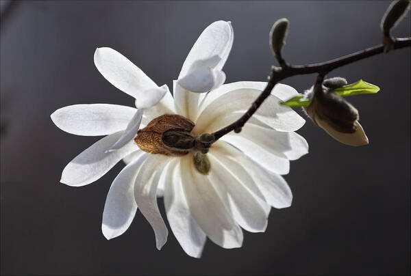 Magnolia Art Print featuring the pyrography Magnolia Blossom #16 by Robert Ullmann