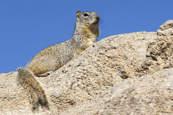 Rock Squirrel Art Print featuring the photograph 160115p173 by Arterra Picture Library