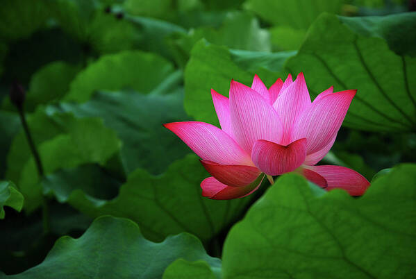 Lotus Art Print featuring the photograph Blossoming lotus flower closeup #17 by Carl Ning