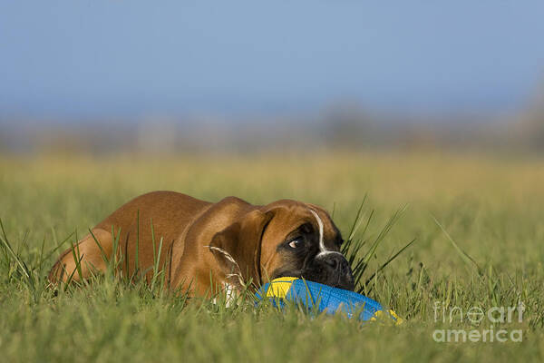 Boxer Art Print featuring the photograph Boxer Puppy #18 by Jean-Louis Klein & Marie-Luce Hubert