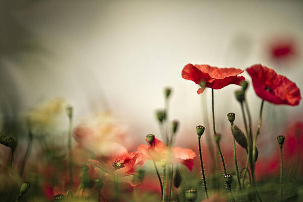 Poppy Art Print featuring the photograph Poppy Meadow #18 by Nailia Schwarz