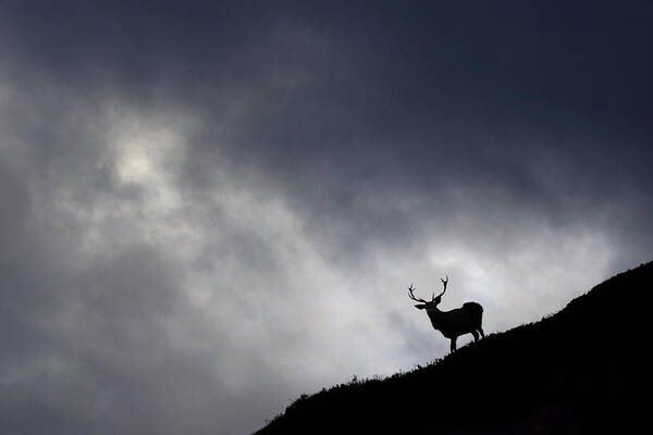 Stag Art Print featuring the photograph Stag Silhouette #2 by Gavin Macrae