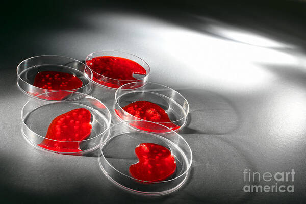 Petri Art Print featuring the photograph Biotechnology Experiment in Science Research Lab #2 by Olivier Le Queinec