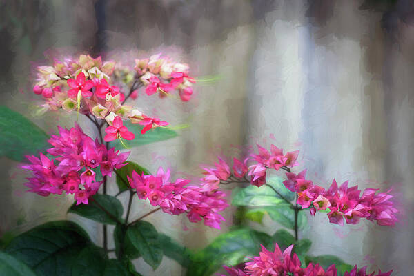 Bleeding Heart Art Print featuring the photograph Bleeding Heart Flowers Clerodendrum Painted #2 by Rich Franco