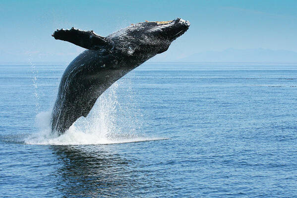 Alaska Art Print featuring the photograph Breaching humpback whales Happy-1 by Dorothy Darden