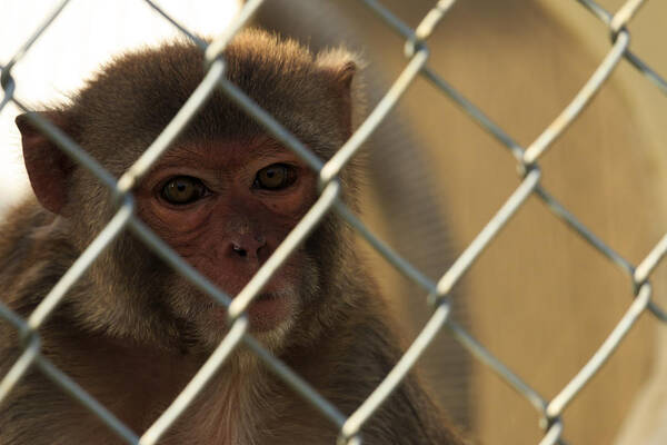 Monkey Art Print featuring the photograph Caged Monkey #2 by Travis Rogers