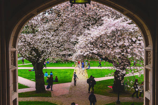 Cherry Blossom Art Print featuring the photograph Cherry Blossom in UW #2 by Hisao Mogi