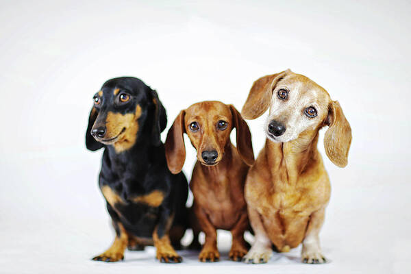 Dachshund Art Print featuring the photograph Dachshund pack #2 by Johnny Ortez-Tibbels