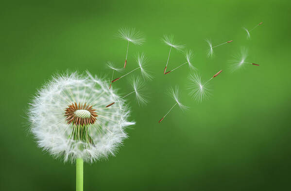 Abstract Art Print featuring the photograph Dandelion Blowing #2 by Bess Hamiti