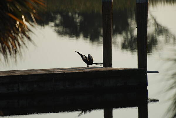 Reflections Art Print featuring the photograph Dock Bird #2 by Rob Hans