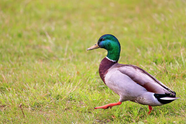 Animal Art Print featuring the photograph Duck-drake #2 by Peter Lakomy