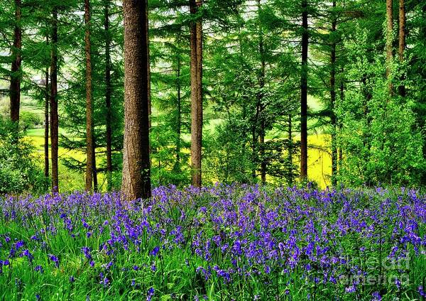 Bluebell Art Print featuring the photograph English Bluebell Wood #2 by Martyn Arnold