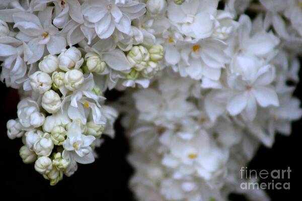 Spring Art Print featuring the photograph Flowers #2 by Deena Withycombe