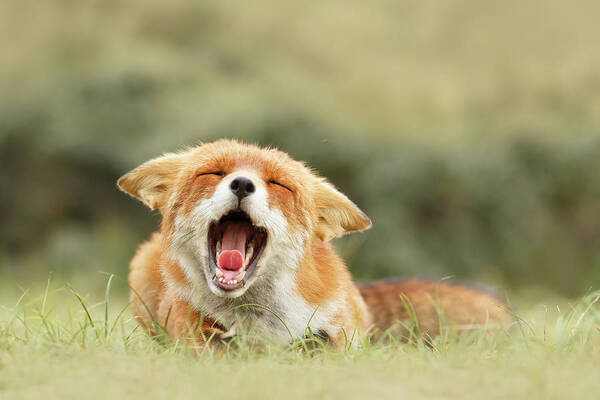 Red Fox Art Print featuring the photograph Funny Fox #1 by Roeselien Raimond
