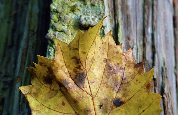 Photograph Art Print featuring the photograph Leaf #2 by Larah McElroy