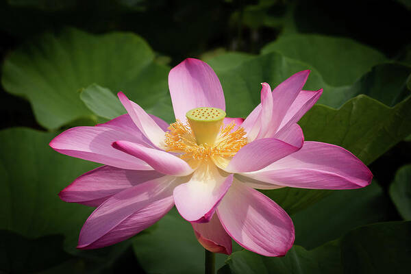 Flower Art Print featuring the photograph Lotus #2 by Richard Macquade