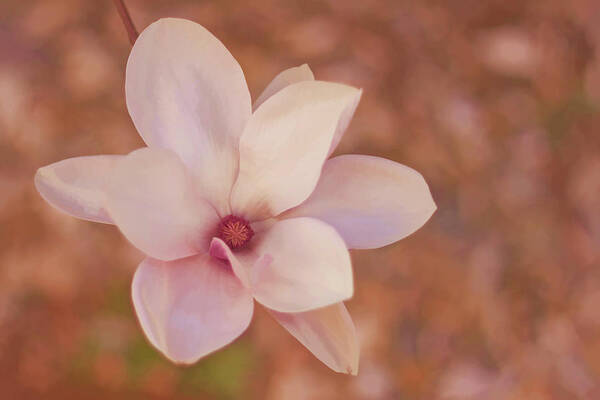 Magnolia Art Print featuring the photograph Magnolias #2 by Angie Rayfield