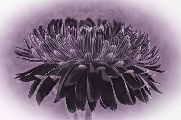 Flower Art Print featuring the photograph Middle of May Flower #2 by Theo O'Connor