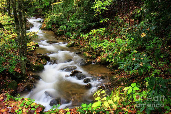 Creek Art Print featuring the photograph Mountain Creek #3 by Jill Lang