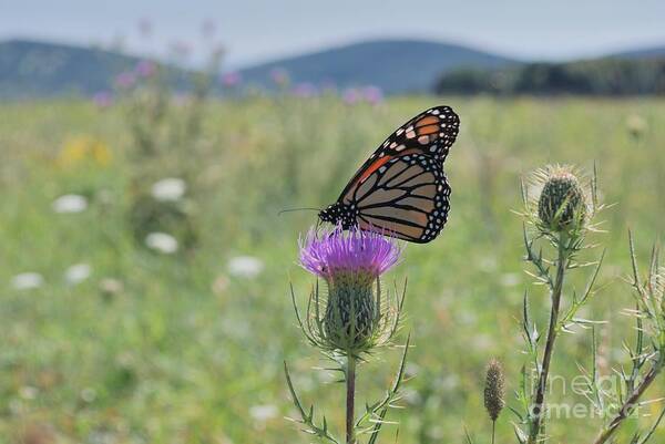 Monarch Art Print featuring the photograph Mountain Meadow Monarch by Randy Bodkins