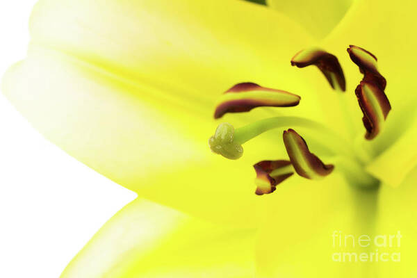 Abstract Art Print featuring the photograph Oriental Lily Flower by Raul Rodriguez