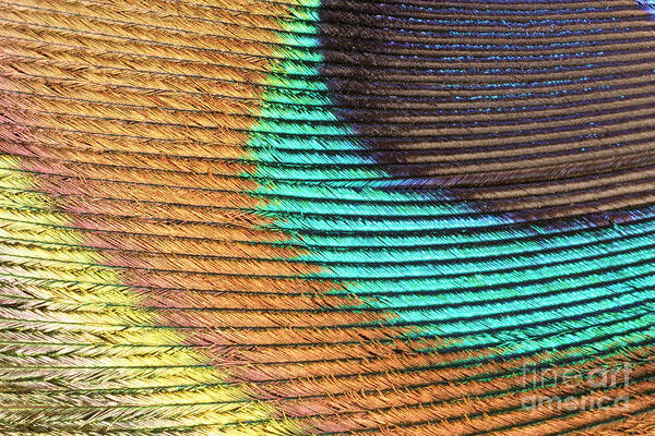 Peacock Feather Art Print featuring the photograph Peacock Feather #2 by Ted Kinsman