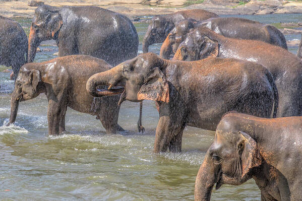 Pinnawala Elephant Orphanage Art Print featuring the photograph Pinnawala - Sri Lanka #2 by Joana Kruse