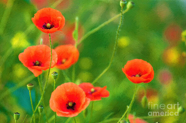 Poppies Art Print featuring the photograph Poppies #3 by Andrew Michael