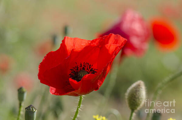 Poppy Art Print featuring the photograph Poppies in field in spring #2 by Perry Van Munster
