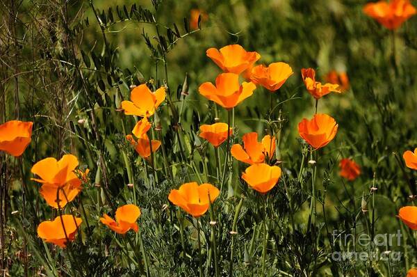 Poppies Art Print featuring the photograph Poppies #2 by Marc Bittan