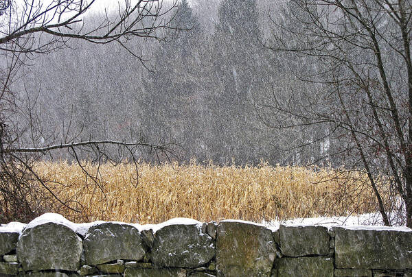 Snow Art Print featuring the photograph Snow on Corn Field #2 by Frank Winters