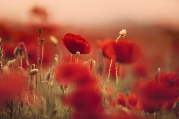 Poppy Art Print featuring the photograph Summer Poppy Meadow #2 by Nailia Schwarz