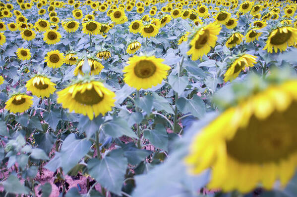 Closeup Art Print featuring the photograph Sunflower Farm Field Landscape In South Carolina #2 by Alex Grichenko