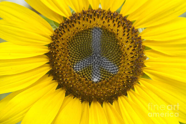 Peace Sign Art Print featuring the photograph Sunflower Peace Sign #2 by James BO Insogna