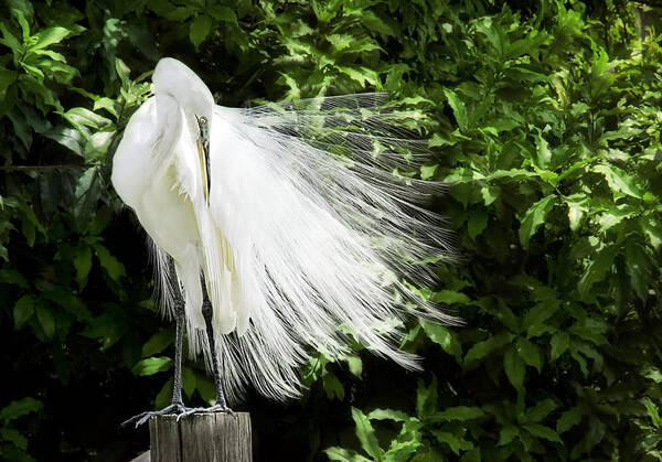Great Egret Art Print featuring the photograph Tail Feathers Blowin' in the Wind #2 by Sherry Curry