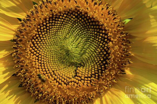 Flower Art Print featuring the photograph The Circle Of Life #2 by Donna Brown