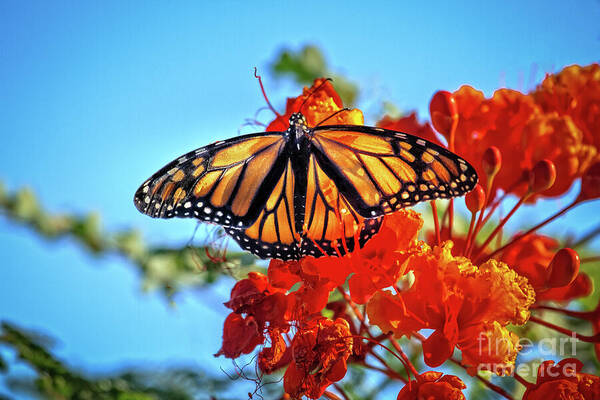 Orange Art Print featuring the photograph The Resting Monarch by Robert Bales