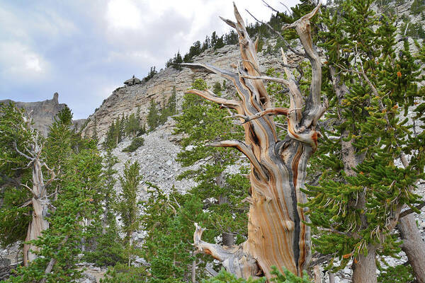Great Basin National Park Art Print featuring the photograph Wheeler Peak Basin Bristlecone #2 by Ray Mathis