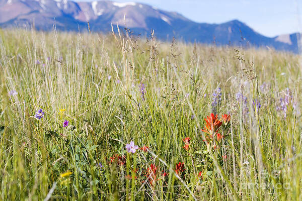 Wildflowers Art Print featuring the photograph Wildflowers and Pikes Peak in the Pike National Forest #2 by Steven Krull
