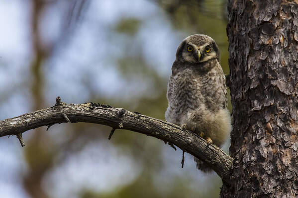 Hawk Art Print featuring the photograph Hawk Owl #20 by Borje Olsson