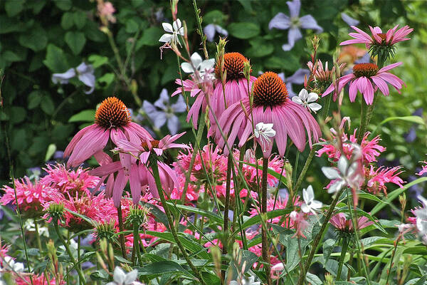 Coneflowers Art Print featuring the photograph 2013 Mid July at the Gardens Coneflowers by Janis Senungetuk