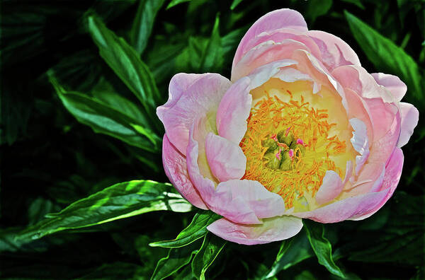 Peony Art Print featuring the photograph 2016 Late May Soft Apricot Kisses Peony by Janis Senungetuk