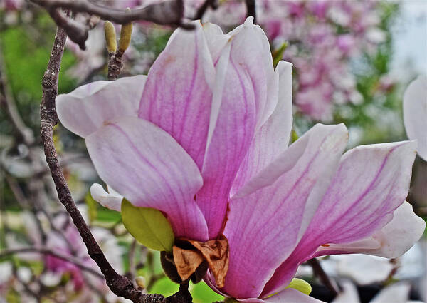 Magnolia Art Print featuring the photograph 2016 Late Vernon Magnolia 2 by Janis Senungetuk