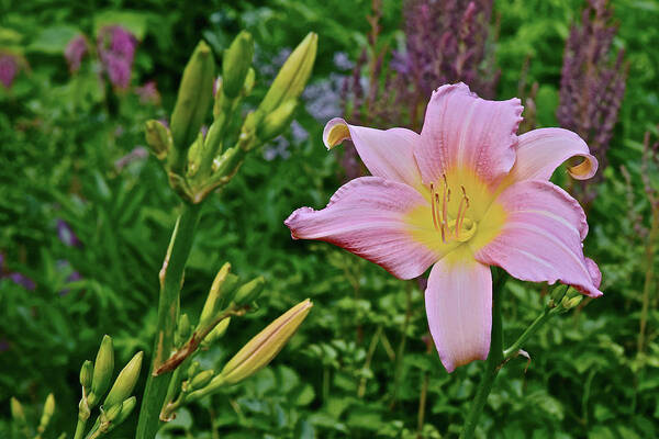 Daylily Art Print featuring the photograph 2017 Early July at the Gardens Sunken Garden Daylily by Janis Senungetuk